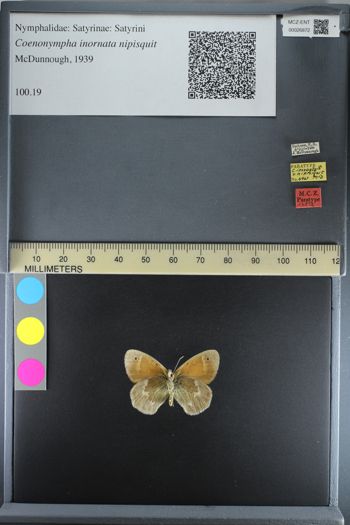 Media type: image;   Entomology 26872